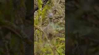 Incredible Wildlife Photography: Up Close with Roe Deer