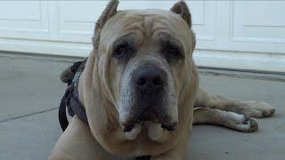 Uso is going to be a dad! Walk and talk about my cane corso temperaments.