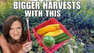 Easy Trick for Bigger Squash, Cucumber & Melon Harvests