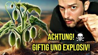 Europe's deadly poisonous plant explodes when touched!