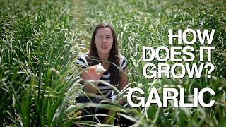 GARLIC | How Does it Grow?