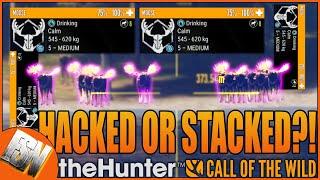 Was this lobby STACKED or HACKED?   theHunter: Call of the Wild! Yukon Valley All Diamonds!