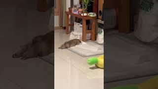 삐진감자 다른각도ver #강아지 #애견영상 #강아지유튜브