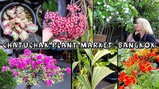 From Hoya to Variegated Fishtail Palm | Chatuchak Plant Market, Bangkok (3 of 4)