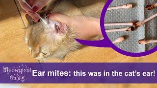 Как вылечить ушных клещей за 2 простых шага?  Посмотрите, что было в ушах кошек!