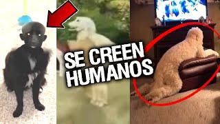 9 PERROS ACTUANDO COMO HUMANOS  Y DE FORMA EXTRAÑA # 1