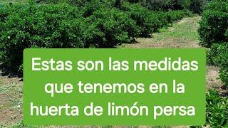 Estas son las medidas que tenemos en la huerta de limón persa. #plantaciones #limón #persa