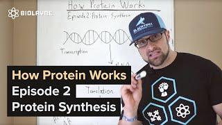 How Protein Works - Episode 2: Protein Synthesis