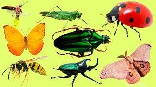 Животные для детей | Учим насекомых и их звуки | Учим названия и голоса насекомых для малышей