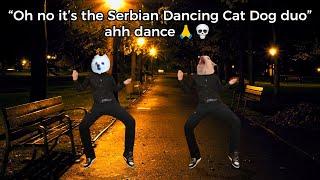 "Serbian Dancing Cat Dog Duo" ahh dance