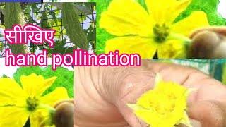 how we do hand pollination