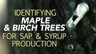 Identifying Maple & Birch Trees For Sap & Syrup Production