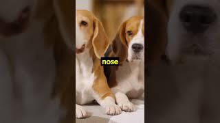 Unveiling the Canine Code #shorts  #dog #puppyvideos #shortsvideo #pet #adorabledog #viral #trending