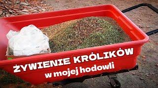 ŻYWIENIE KRÓLIKÓW - żywienie królików mieszanką zbożową / Co jedzą moje zwierzęta w hodowli ?