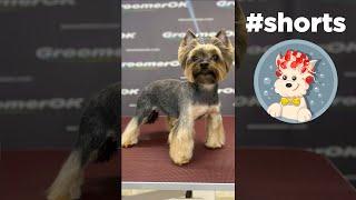 Grooming Yorkshire Terrier