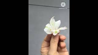 15초만에 끝나는 수술 제거