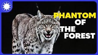 The Insane Biology of: Lynx | Animal Documentary