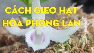 Cách Gieo Hạt Hoa Phong Lan Tại Nhà - Nam Xe Lăn