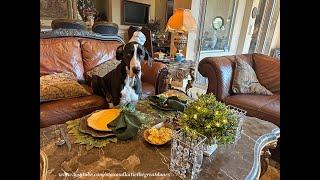 Polite Great Dane Sits Like The Peoples Do For Steak Dinner Treats