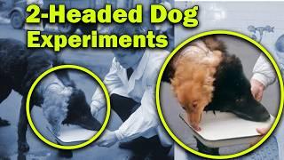 Horrifying 2 Headed Dog Experiments (1950s Vladimir Demikhov Experiments)