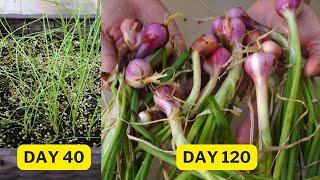 Growing shallots from seed to harvest the bulb!