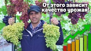 ️ ОТ ЭТОГО ЗАВИСИТ КАЧЕСТВО УРОЖАЯ! - Нормировка винограда гроздями 2024
