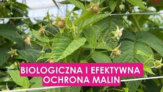 Biologiczna i efektywna ochrona malin