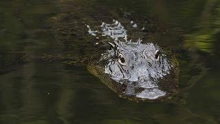 Walk of Life (Everglades Swamp Walk with Clyde Butcher)-A Gulf Coast Journal with Jack Perkins