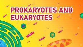 Prokaryotic vs Eukaryotic Cells | Differences Animated