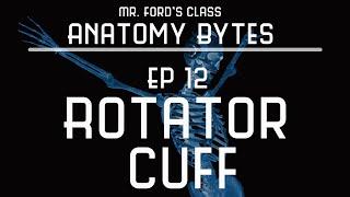 Rotator Cuff Muscles : Ep 12 Anatomy Bytes