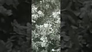 Весна в Алма-Ате 1960 г. Архивное видео #shorts #almatygorodizdetstva #алматы #город #history #retro