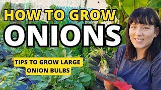 How To Grow BIG Onions: Tips On Planting & Fertilizing #onion #garden #gardeningtips #homestead