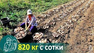 Growing Potatoes with Grass without Hilling  Potato Cultivation According to Gordeev’s Technology