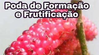 Poda de Formação e de Frutificação da Amoreira e Como fazer mudas por estaquia