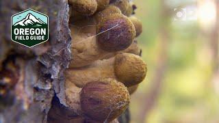 This humongous fungus is considered the largest living thing on earth | Oregon Field Guide