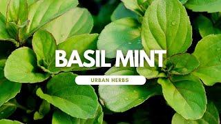 Introducing: Basil Mint