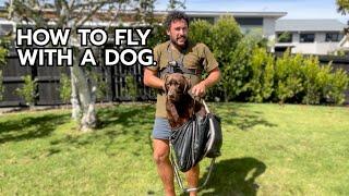 HOW TO FLY WITH A DOG