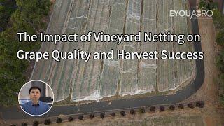 The Impact of Vineyard Netting on Grape Quality and Harvest Success