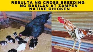 Resulta ng cross breeding ng basilan at zampen native chicken