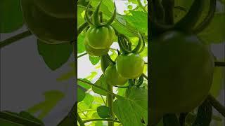 Tomates en Sistema Hidropónico Dwc sistemas ideal para Principiantes