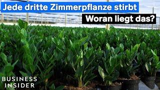 Zimmerpflanzen: Warum über die Hälfte der Pflanzen stirbt #pflanzen