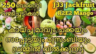 J33 Jackfruit & R2E2 Mango Plants വിൽക്കുന്ന നഴ്സറി|ഡ്രമ്മിൽ വാങ്ങിക്കോളൂ|drum fruit plants for sale