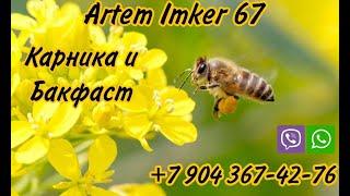 информация о приобретении маток на Июль и не только #бакфаст #карника #матководство #bee #imker