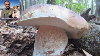 Beautiful mushrooms September 2018 hunting in the park of the hundred lakes