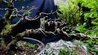 PROGRAM BONSAI ILENG ILENG