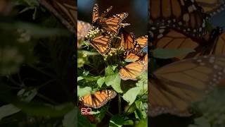 It’s something of a mystery how monarch butterflies fly from the U.S. & Canada to Mexico #shorts