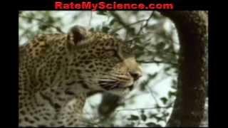 Leopard kills antelope, Rate My Science