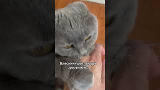 ЗЛА КИЦЯ #cat #приколы #cute #funny #catlover #котик #memes #funnycats #юмор #смех #кот