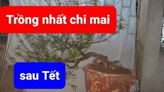 Trồng nhất chi mai sau Tết