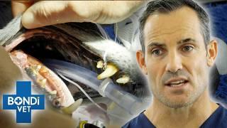 Jaw Surgery To Remove Cancerous Mass On Dog  Bondi Vet